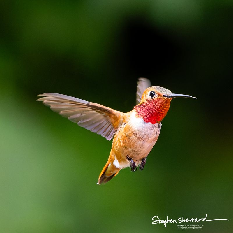 Male Rufous Hummingbird hovering in flight, brilliant iridescent red gorget and fiery orange-rufous body, soft dark green bokeh background