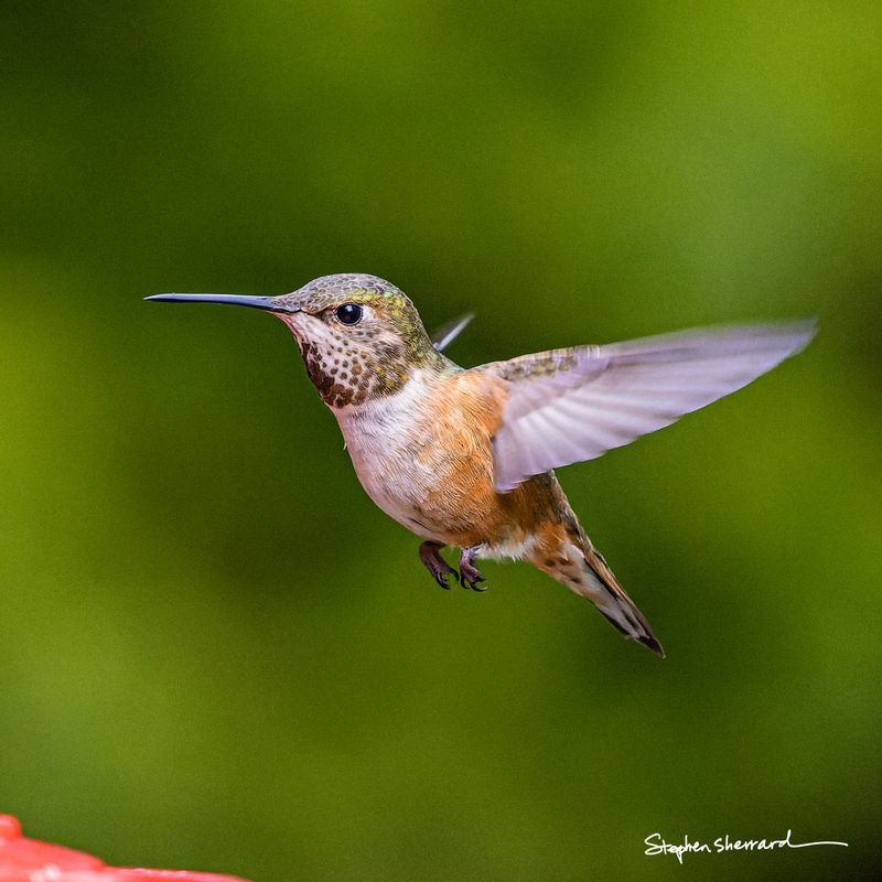 Female Rufous Hummingbird hovering in flight, wings swept back, spotted throat and iridescent green back visible, lush green background