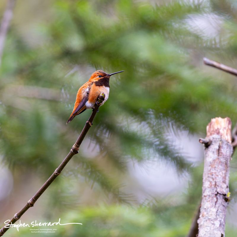 Male Rufous Hummingbird perching on a bare branch tip surrounded by soft conifer boughs, fiery rufous body small in the environmental frame, green background