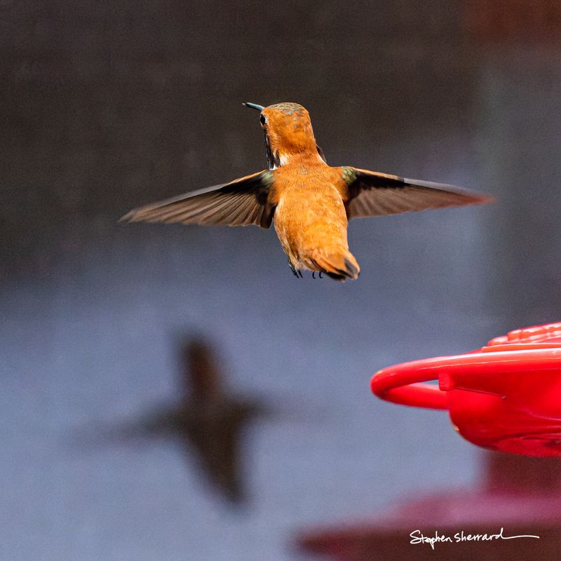 Male Rufous Hummingbird hovering face-on near a feeder, fiery orange body, with a dramatic shadow of his silhouette projected on the blue-gray house wall behind him