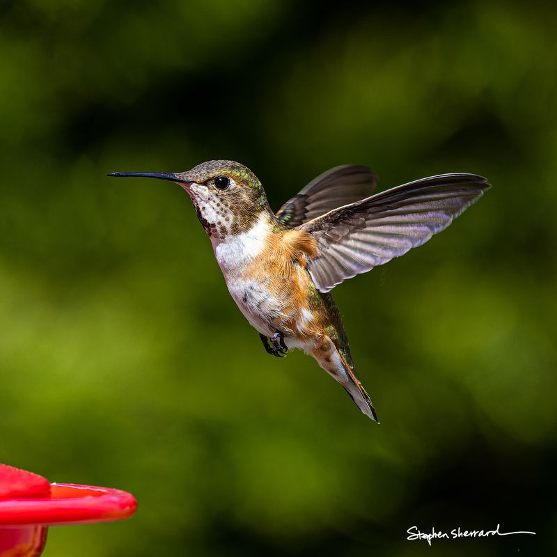 Female Rufous Hummingbird hovering in flight with wings spread wide near a red feeder, spotted throat and iridescent green head visible, dark green background