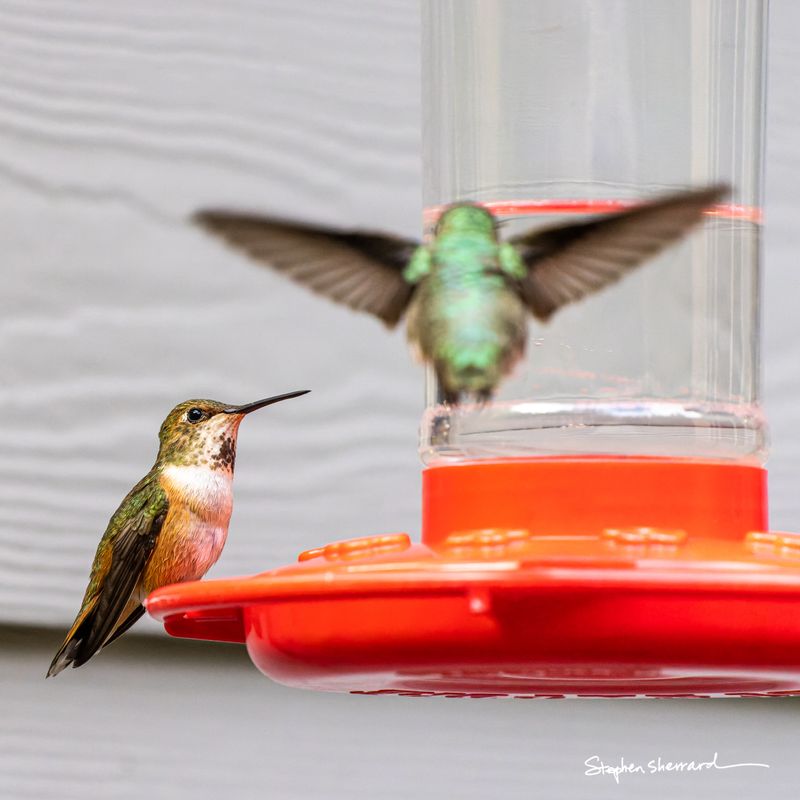 A perched female Rufous hummingbird on the left side of a red feeder looks upward, while an out-of-focus Anna's hummingbird hovers directly behind the transparent glass of the feeder cylinder in the background.