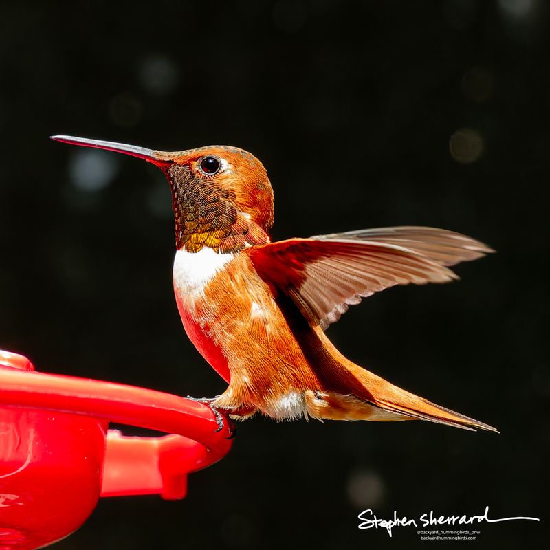 Male Rufous Hummingbird at a red First Nature feeder with wings spread wide, fiery rufous-orange body, dark background with light bokeh highlights