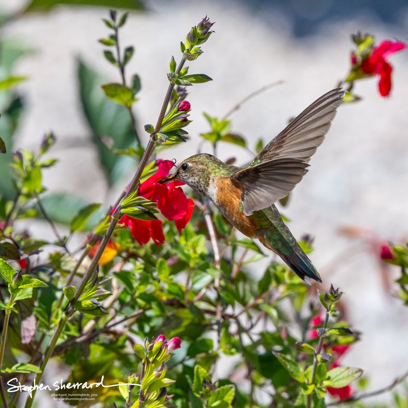 Female Rufous Hummingbird feeding at a red salvia flower with bill fully inserted into the bloom, wings raised, surrounded by green salvia foliage against a gray wall background