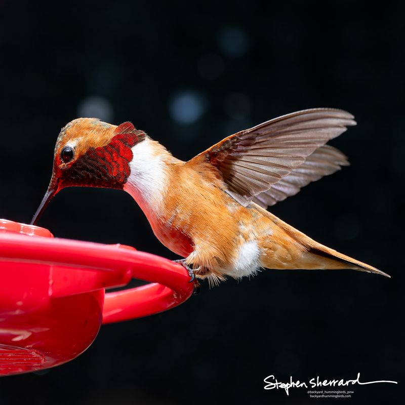 Male Rufous Hummingbird at a red feeder with wings spread wide, iridescent red gorget catching the light, dramatic dark background