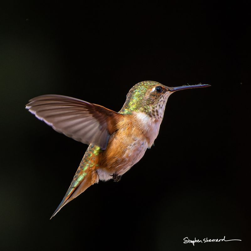 Female Rufous Hummingbird hovering in flight against a pure black background, iridescent green head and scalloped back feathers glowing brilliantly, rufous-iridescent tail visible