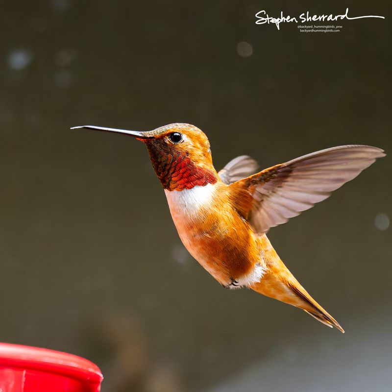 Male Rufous Hummingbird hovering near a red feeder, partial iridescent red gorget visible, fiery rufous-orange body, dark gray background