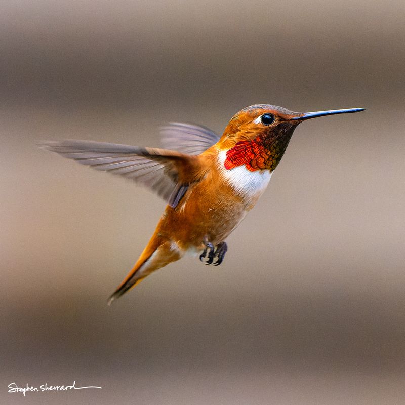Male Rufous Hummingbird hovering in flight, brilliant iridescent orange-red gorget and uniformly fiery rufous body, warm gray-brown bokeh background