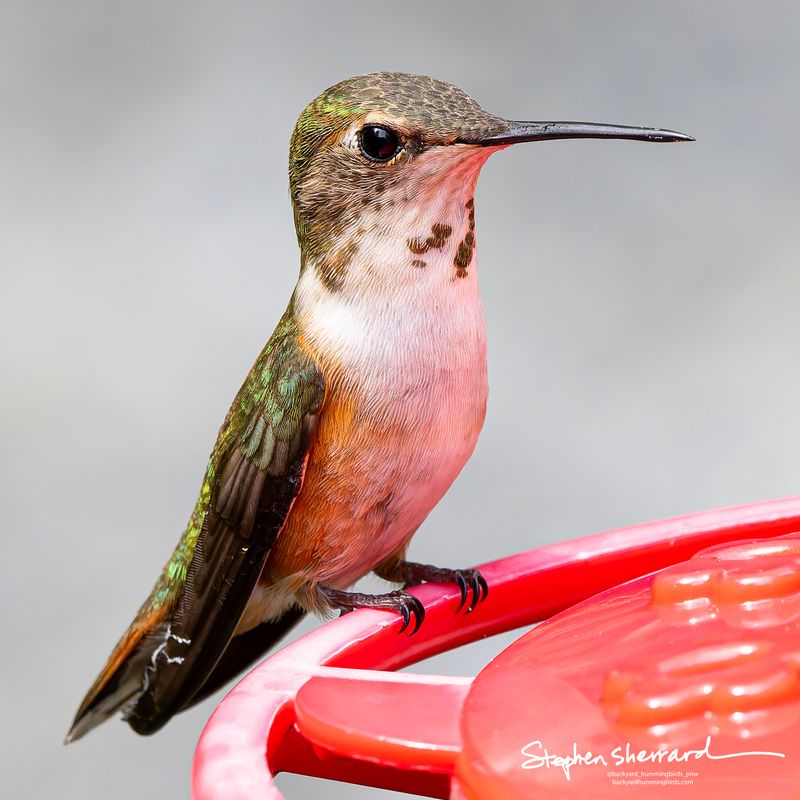 Female Rufous Hummingbird perching on a red hummingbird feeder in close-up, warm pinkish light from the feeder reflecting on her underside, spotted throat visible, soft gray background