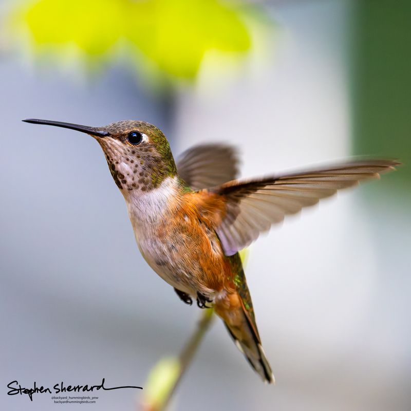 Female Rufous Hummingbird hovering in large portrait format, wings swept back, spotted throat and iridescent green back visible, soft blue-gray background with fresh maple leaves above