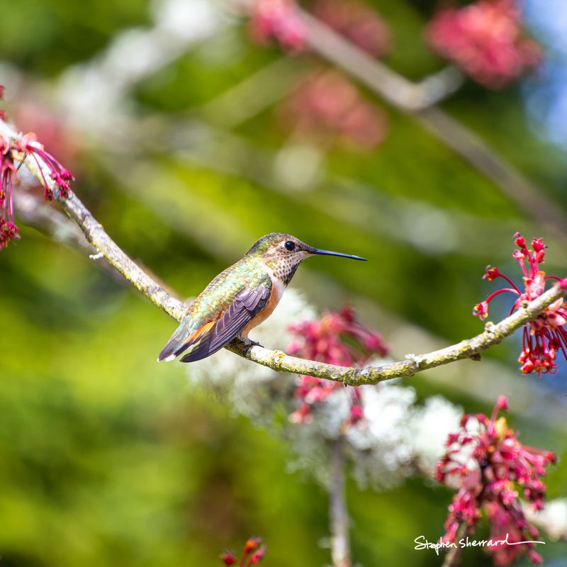 Female Rufous Hummingbird perching on a lichen-covered branch among vivid pink spring blossoms, green and white bokeh background