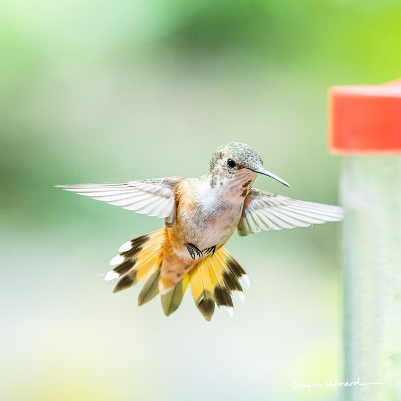 Female Rufous Hummingbird hovering in flight near a red feeder, tail fanned wide revealing rufous base and white-tipped outer tail feathers, wings swept back, soft green background