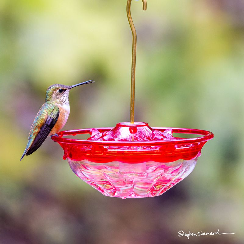 Female Rufous Hummingbird perched on a red saucer feeder, rufous-orange flanks and spotted throat visible, soft green and yellow bokeh background