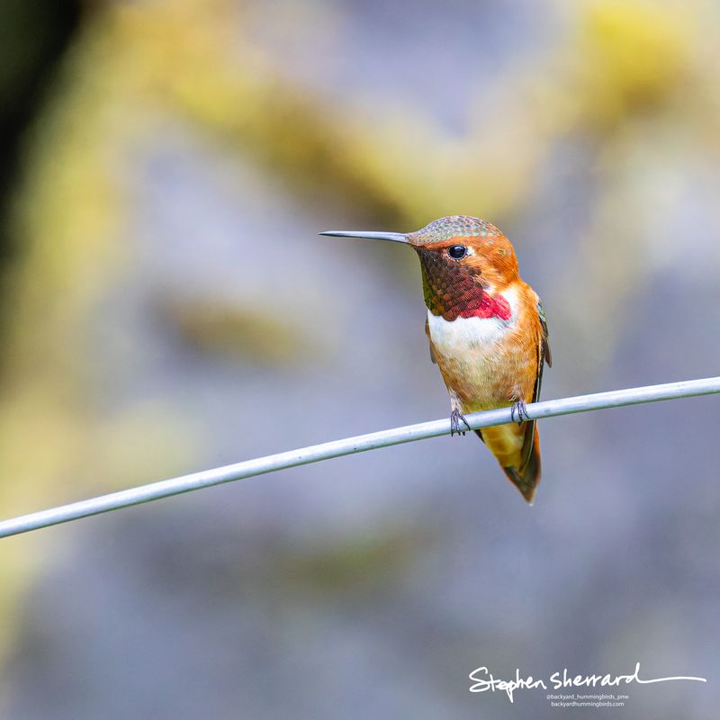 Male Rufous Hummingbird perching on a thin metal wire, partial iridescent red gorget visible, soft gray rock and yellow lichen bokeh background