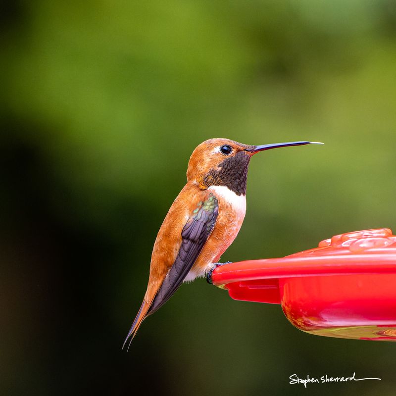 Male Rufous Hummingbird perching at the rim of a red hummingbird feeder, fiery rufous body with dark unlit gorget, lush green background