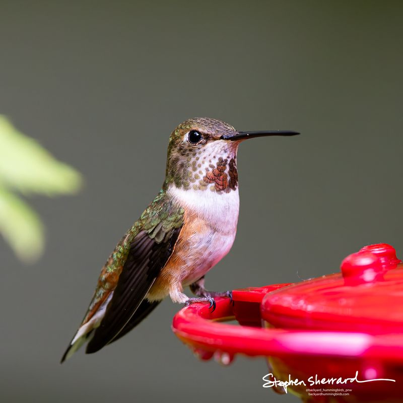 Immature Rufous Hummingbird perching at a red saucer feeder, a few developing iridescent gorget spots visible on the throat, spotted chest, soft green background
