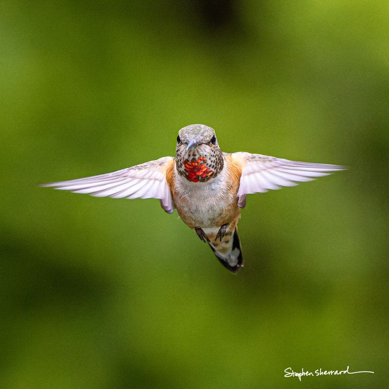 Immature male Rufous Hummingbird hovering face-on in flight, a few developing iridescent red gorget feathers visible at the throat center, wings fully spread, lush green background