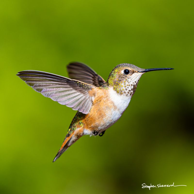 Female Rufous Hummingbird hovering in flight, wings raised upward, rufous-orange flanks prominent and spotted throat catching light, lush green background