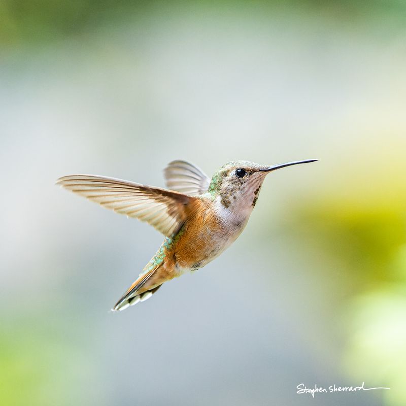 Female Rufous Hummingbird hovering in flight in clean profile, wings swept back, soft gray and green bokeh background