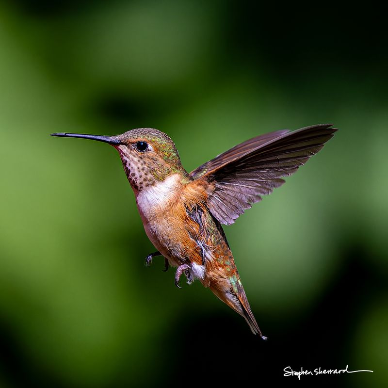 Female Rufous Hummingbird hovering in flight near a red feeder, wings raised showing feather detail, spotted throat and iridescent green back, dark green background