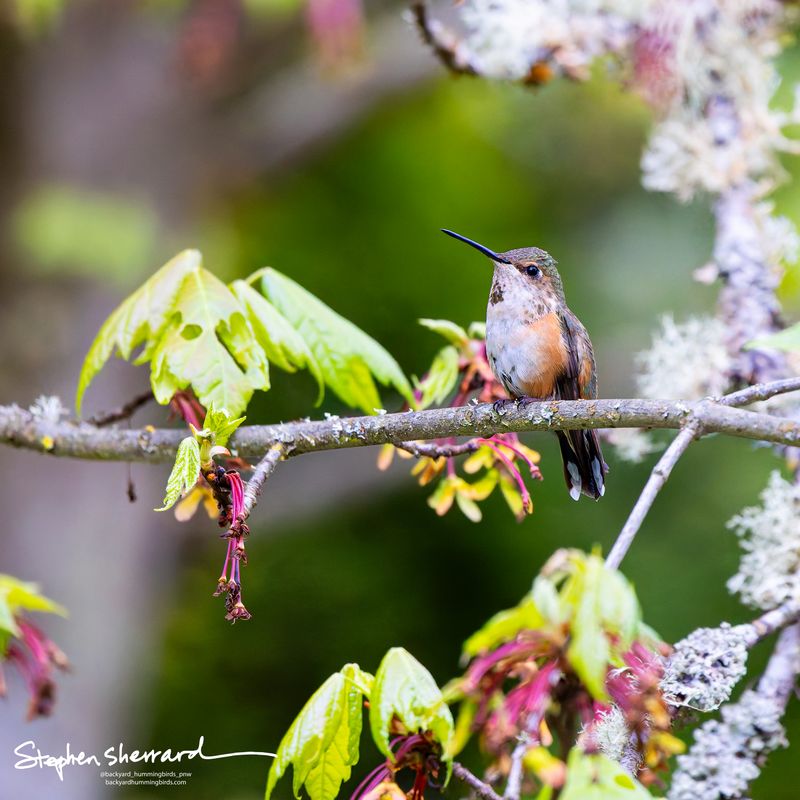 Female Rufous Hummingbird perching on a lichen-covered maple branch with fresh spring leaves and hanging seed clusters, lush green garden background
