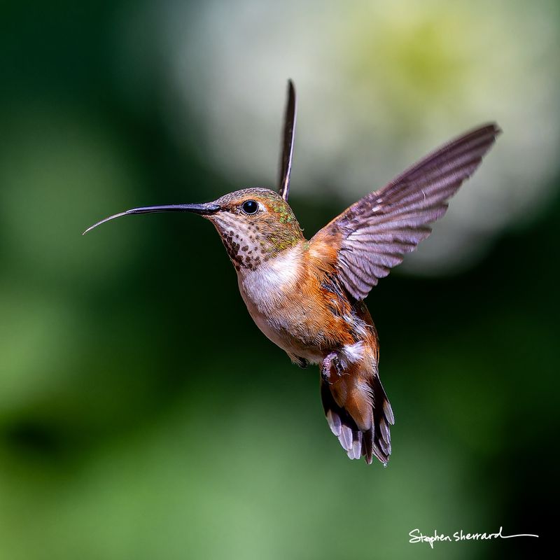 Female Rufous Hummingbird hovering in flight with tongue extended beyond the bill tip, wings raised high showing full span, soft green bokeh background