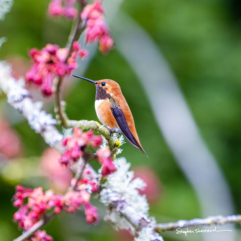Male Rufous Hummingbird perching on a lichen-covered branch amid vivid pink spring blossoms, fiery rufous body and dark gorget, lush green bokeh background
