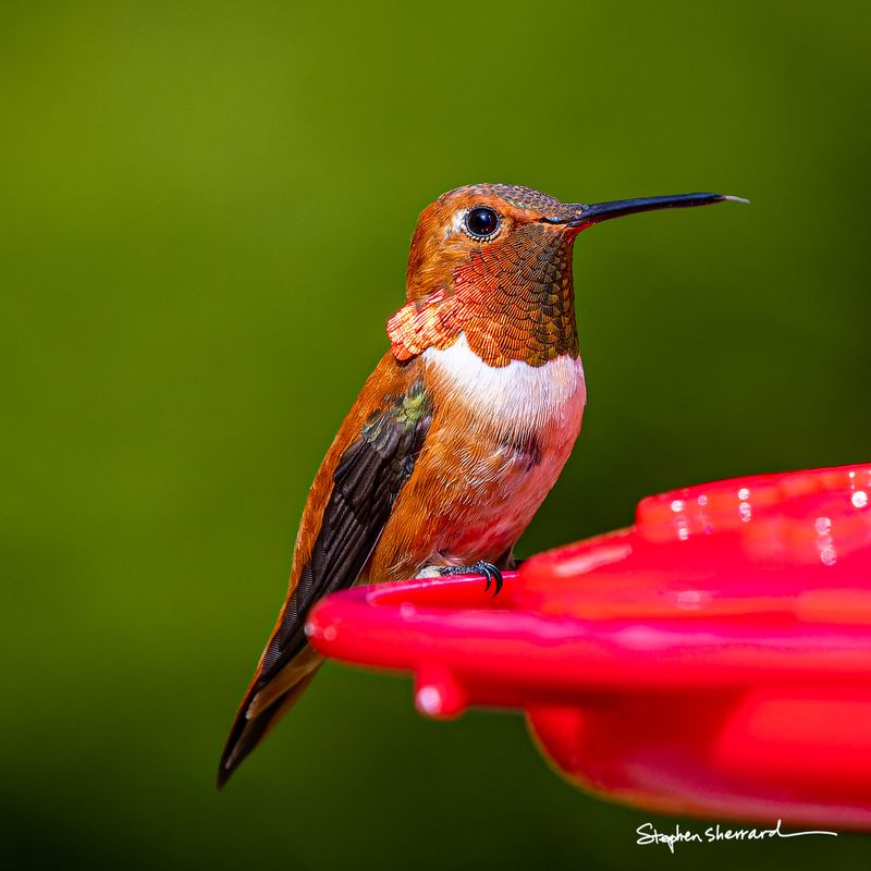 Male Rufous Hummingbird perched at a red saucer feeder in close-up portrait, brilliant orange-red iridescent gorget feathers flaring, lush green bokeh background