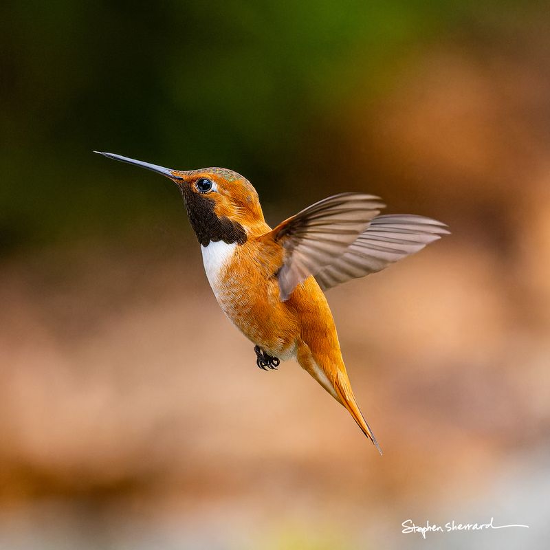 Male Rufous Hummingbird hovering in flight, dark gorget, fiery orange-rufous body, warm golden-brown ground bokeh background