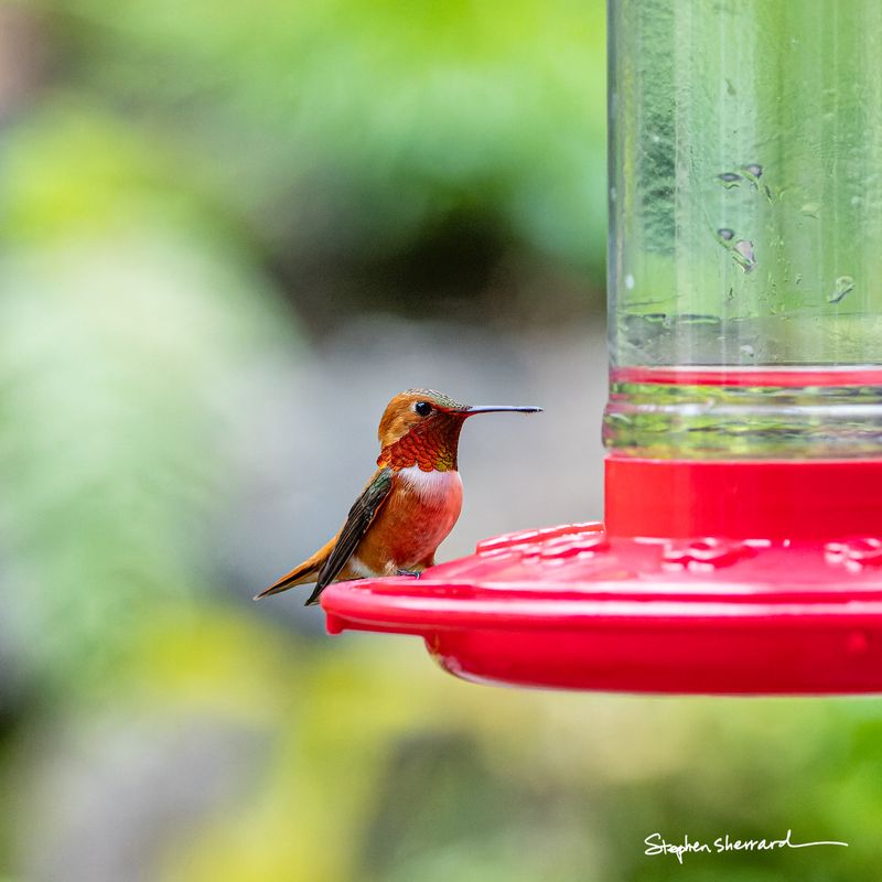Male Rufous Hummingbird perching at a red hummingbird feeder with a hint of iridescent orange-red gorget catching the light, soft green bokeh background