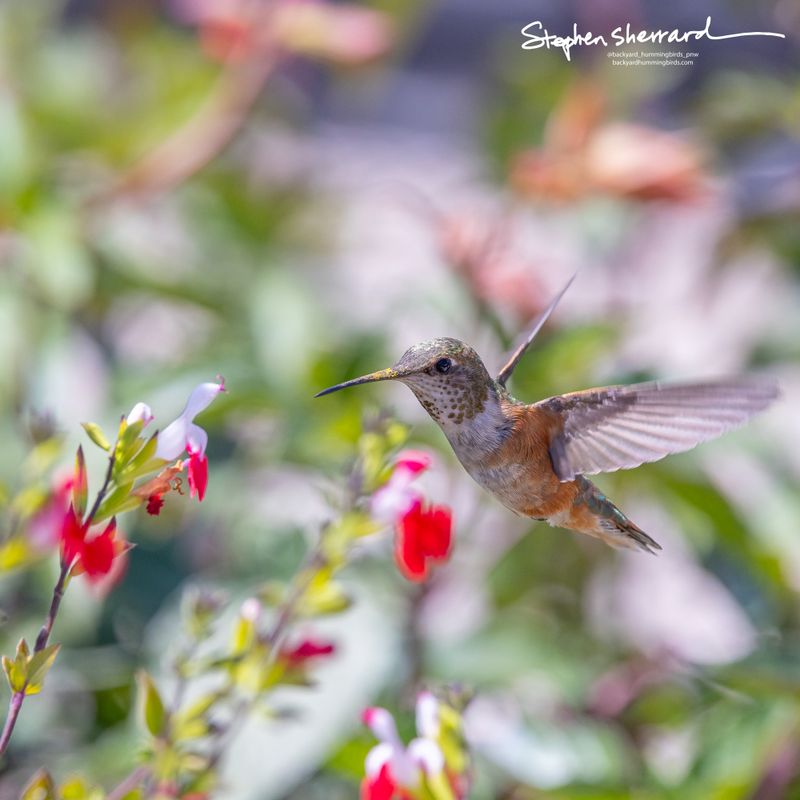 Female Rufous Hummingbird hovering near red and white salvia flowers, wings raised, about to probe a bloom, soft garden bokeh background