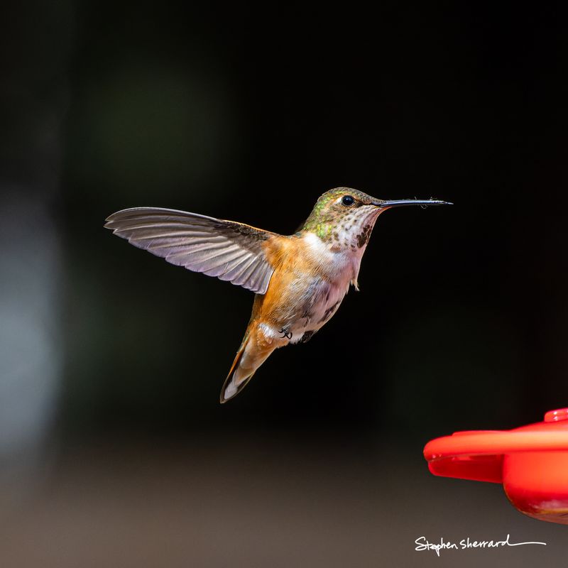 Female Rufous Hummingbird hovering in flight, wings spread wide near a red feeder, against a pure black background