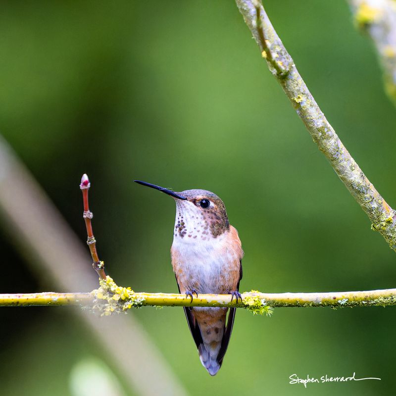 Female Rufous Hummingbird perching on a lichen-covered branch near small spring buds, looking upward, soft green background