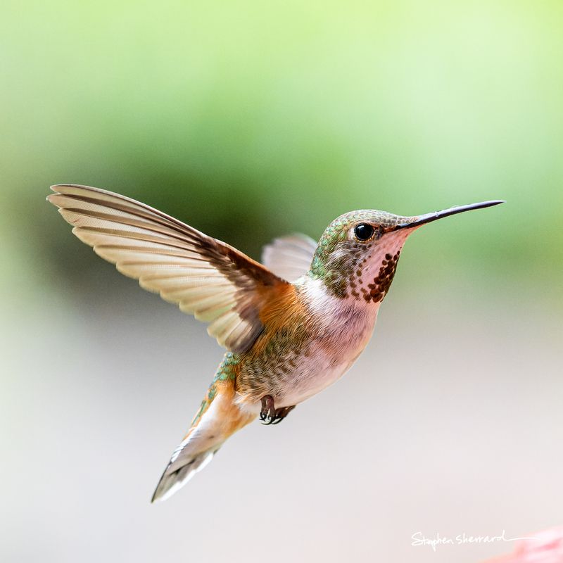 Female Rufous Hummingbird hovering in flight, wings raised upward, spotted throat visible, soft green and gray bokeh background