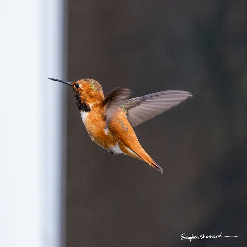 Male Rufous Hummingbird hovering in flight, fiery rufous-orange body with wings blurred, against white house wall and dark background