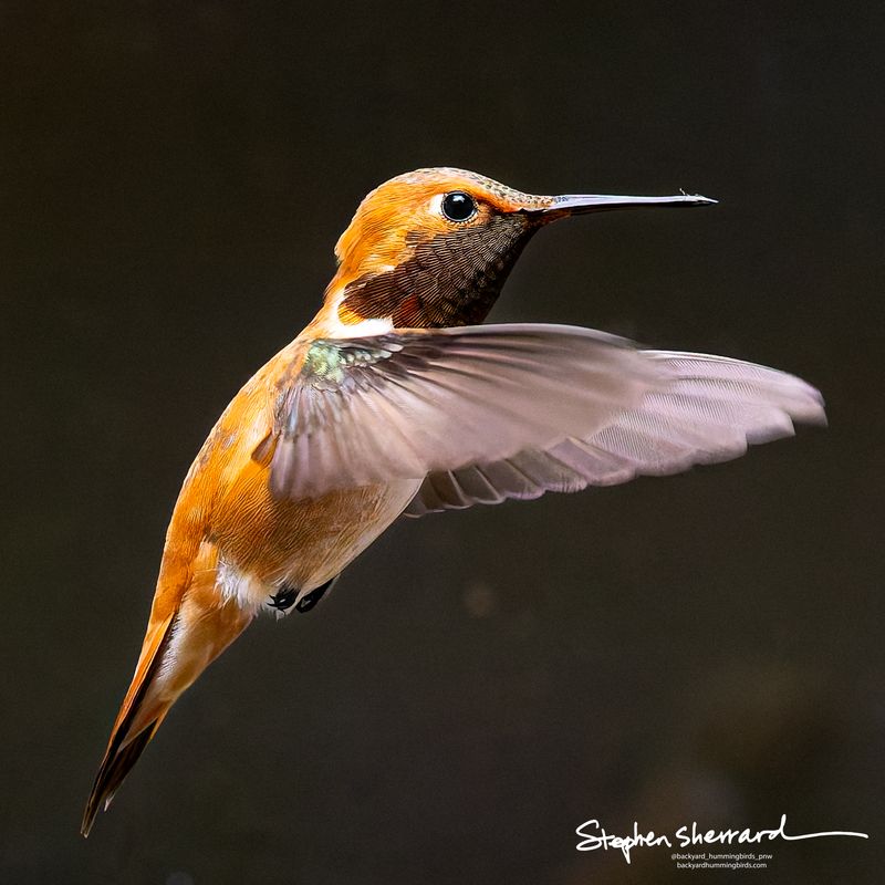 Male Rufous Hummingbird hovering in flight, dark gorget unlit, fiery rufous-orange body and wings swept back, dark background