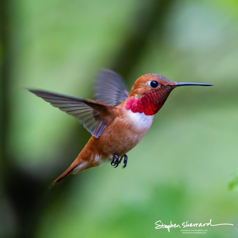 Male Rufous Hummingbird hovering in flight, bright iridescent red gorget catching direct light against rich rufous-brown body, soft green background