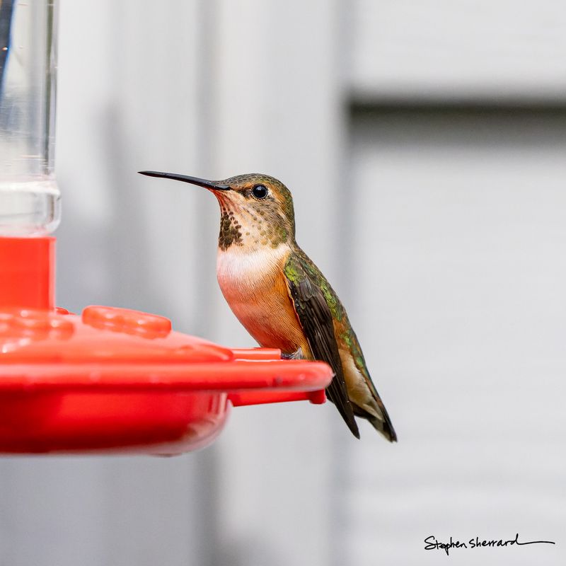 Female Rufous Hummingbird perched on a red hummingbird feeder in close-up side profile, spotted throat and rufous flanks visible, gray house siding in background
