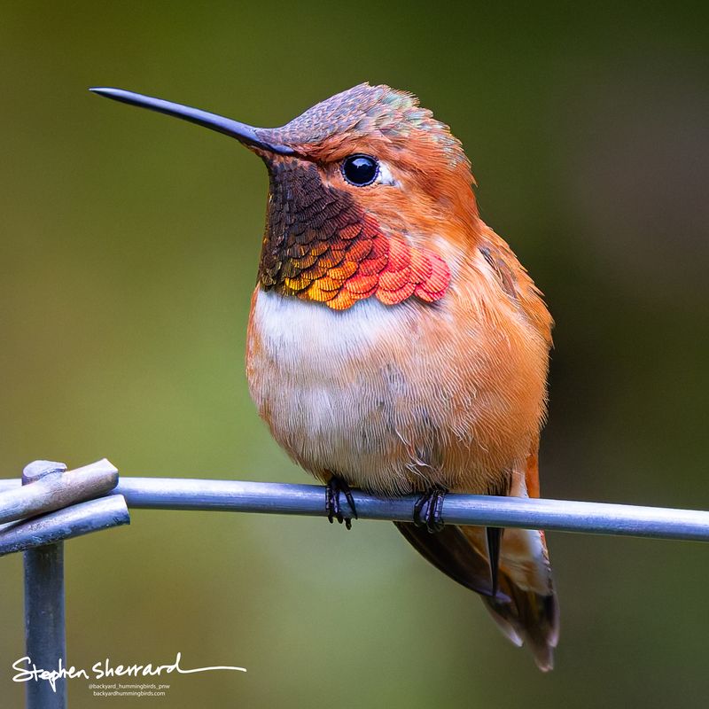 Male Rufous Hummingbird perching on a metal shepherd's hook in extreme close-up, brilliant iridescent red-orange and gold gorget feathers blazing in exquisite detail, soft green bokeh background