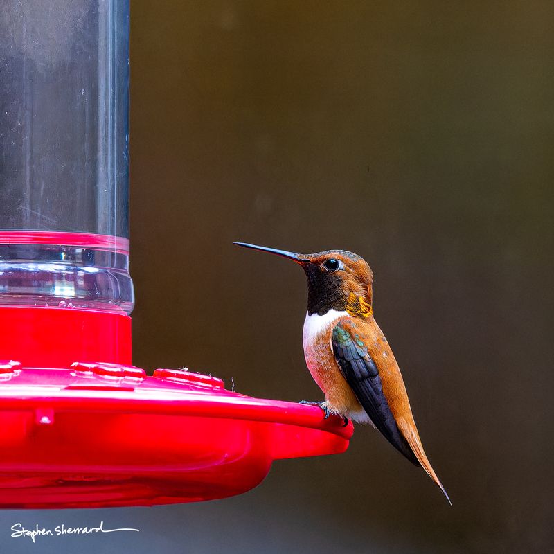 Male Rufous Hummingbird perching at a red hummingbird feeder against a dark background, iridescent gold-green scalloped back feathers and white breast patch visible