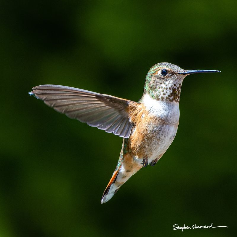 Female Rufous Hummingbird hovering in flight, iridescent green crown and back clearly visible, wings to the side, dark green background