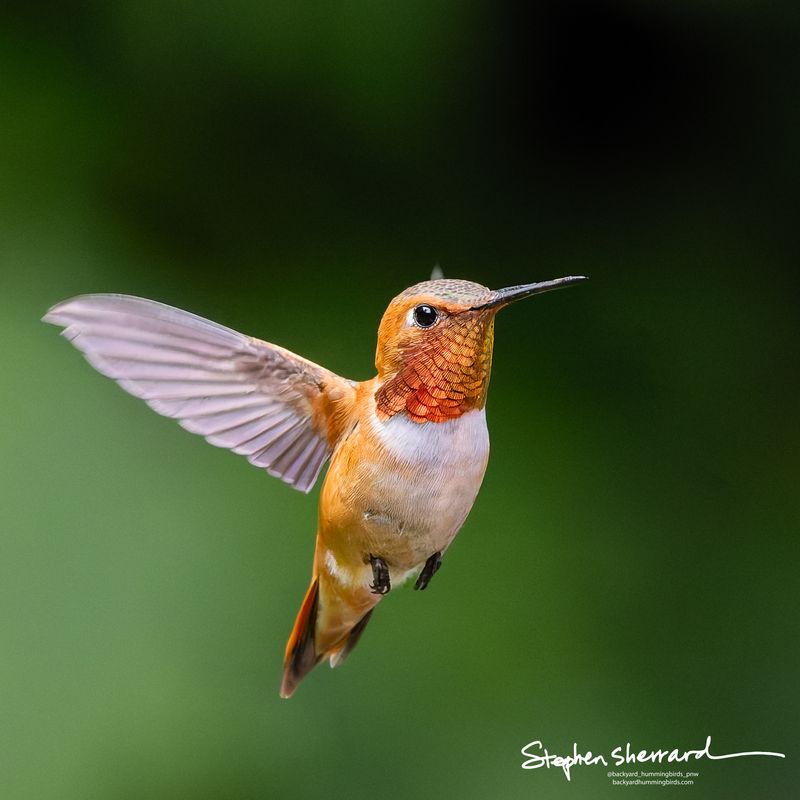 Male Rufous Hummingbird hovering in flight, iridescent red-orange gorget catching light, fiery rufous body and wings swept back, soft green bokeh background