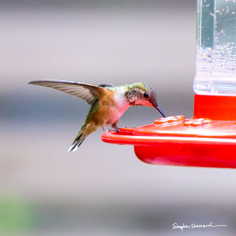 Female Rufous Hummingbird with bill inserted into a red hummingbird feeder port, wings spread as she lands and feeds, soft gray background