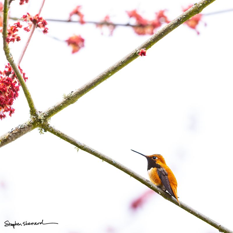 Male Rufous Hummingbird perching small in frame on a lichen-covered branch among red spring maple flowers against a bright white sky