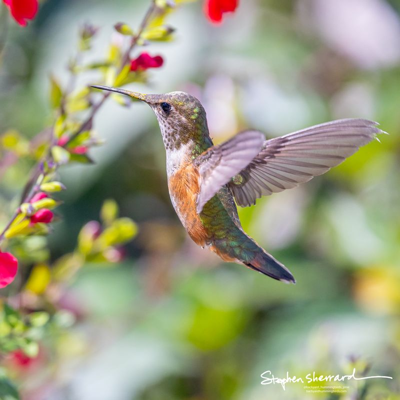 Female Rufous Hummingbird hovering near red and white salvia flowers, wings swept back, iridescent green back and rufous flanks clearly visible, soft garden background