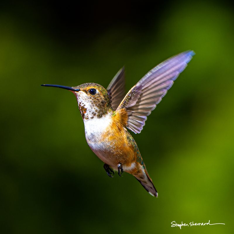 Female Rufous Hummingbird hovering face-on in flight, wings raised high above showing full wing span and feather detail, iridescent green head and spotted throat, deep green background