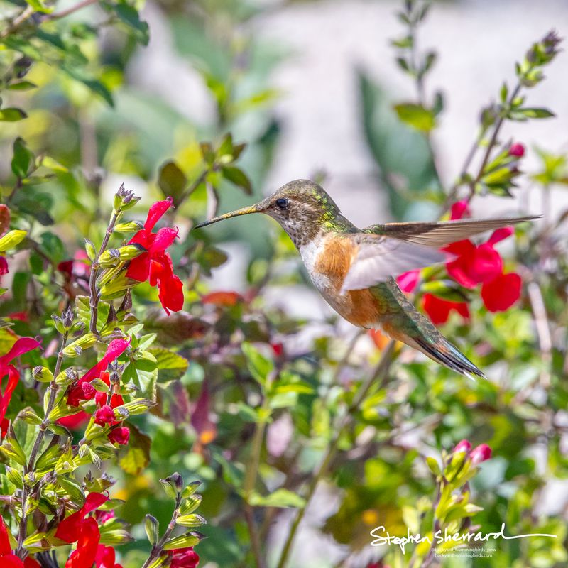 Female Rufous Hummingbird hovering near red salvia flowers, wings swept back, iridescent green back visible, soft garden and gray wall background