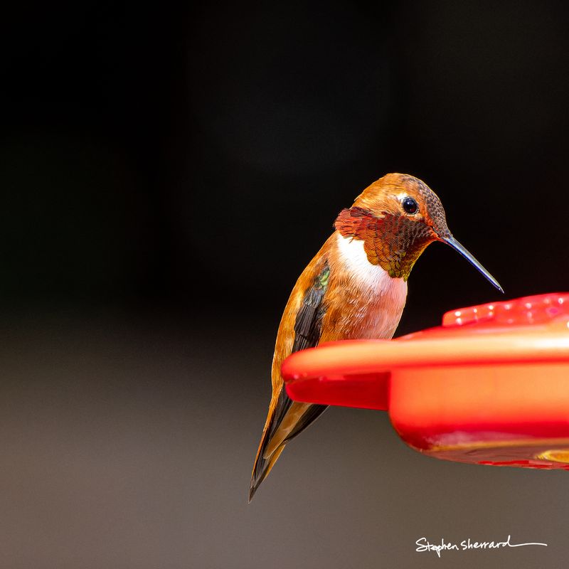 Male Rufous Hummingbird perched at a red feeder in close-up portrait, partial iridescent red gorget glowing against rufous chest, dark background