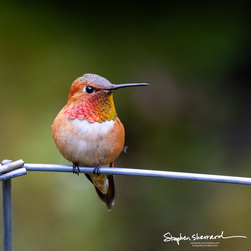 Male Rufous Hummingbird perching on a metal shepherd's hook, partial iridescent red and orange gorget visible, soft green garden background