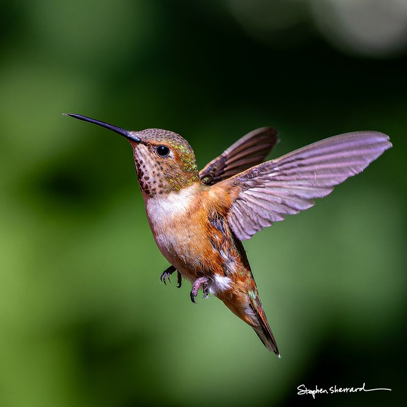 Female Rufous Hummingbird hovering in flight, wings spread wide, iridescent green head and spotted throat visible, dark green background
